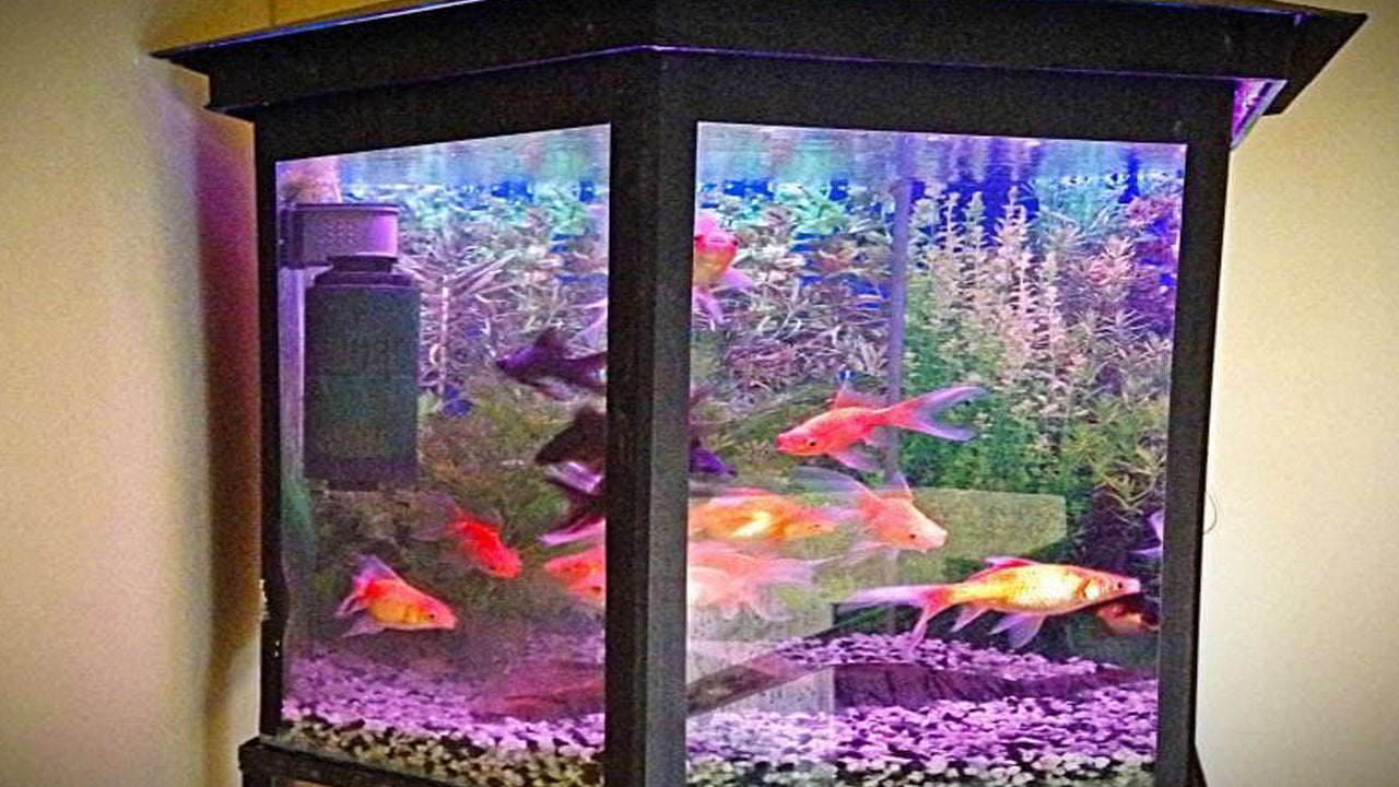 Frangipani, Dehiwala