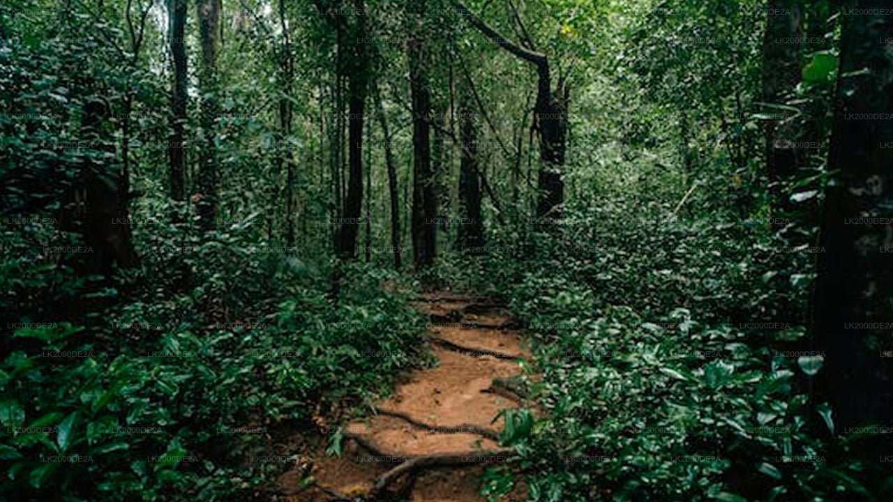 Wycieczka z przewodnikiem po rezerwacie leśnym Sinharaja z biletami wstępu