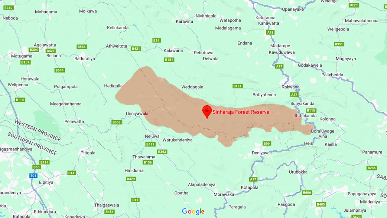 Loris obserwuje z lasu deszczowego Sinharaja