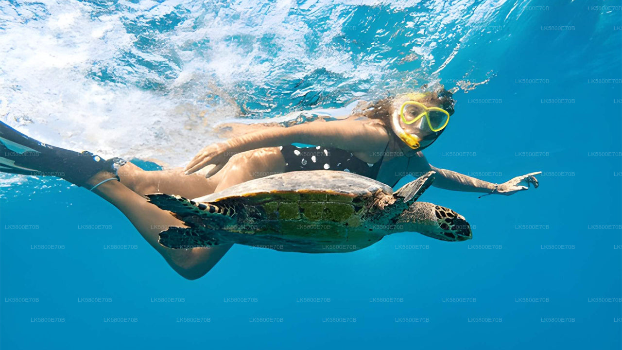 Snorkeling z żółwiami morskimi z Pigeon Island