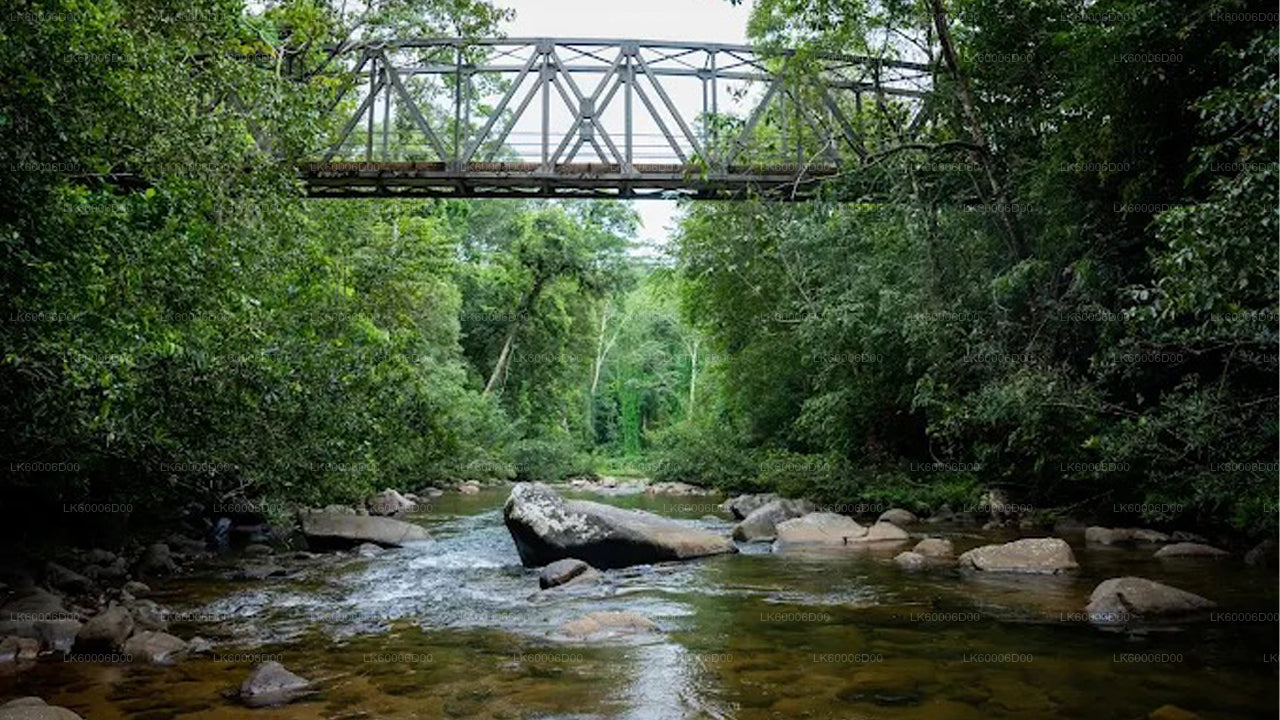 Trekking przez las deszczowy Sinharaja do Skały Lwa