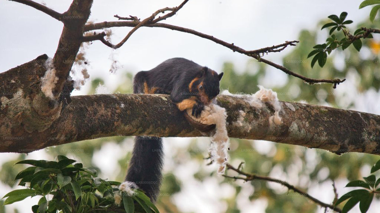 Wycieczka przygodowa po lesie deszczowym Sinharaja
