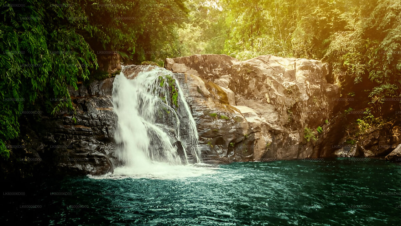Odkryj las deszczowy Sinharaja (pół dnia)