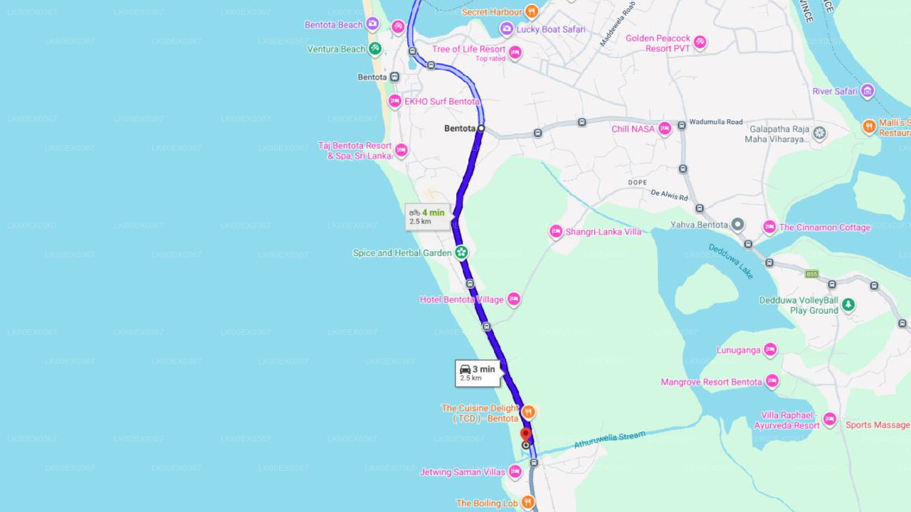 Wypuszczenie małego żółwia z Bentoty