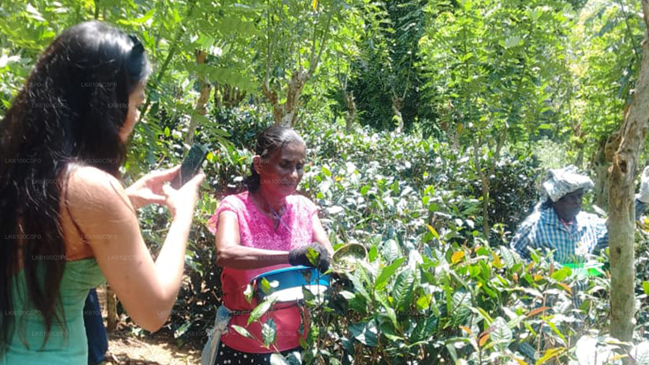 Odkryj ukryte perełki Galle i jedz z lokalnymi mieszkańcami