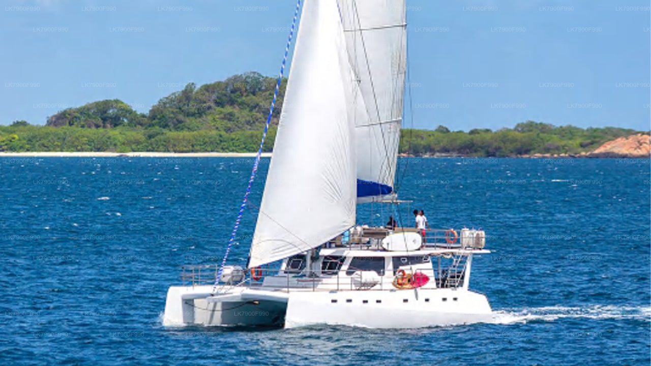 7 Hour whale watching shared cruise from Trincomalee