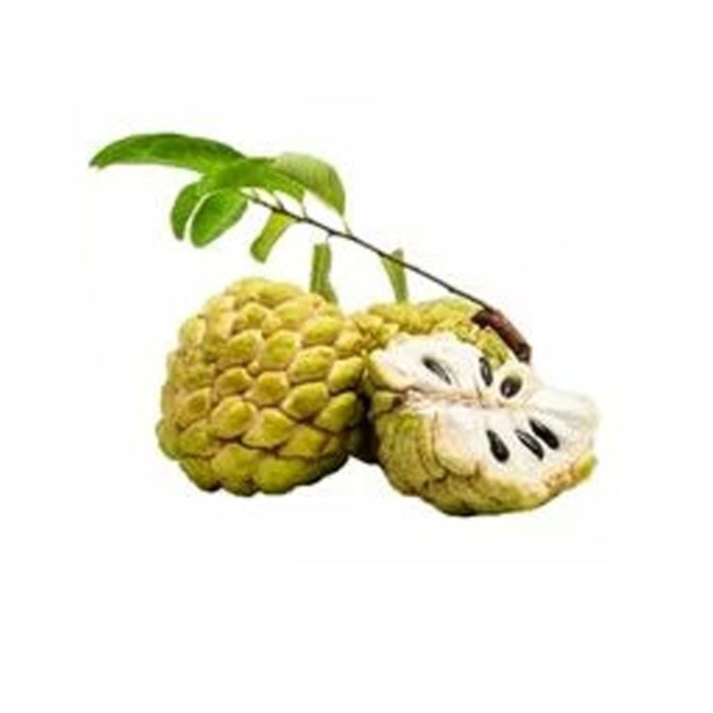 Lakpura® Bangkok Custard Apple (Seeni Anodha) Plant