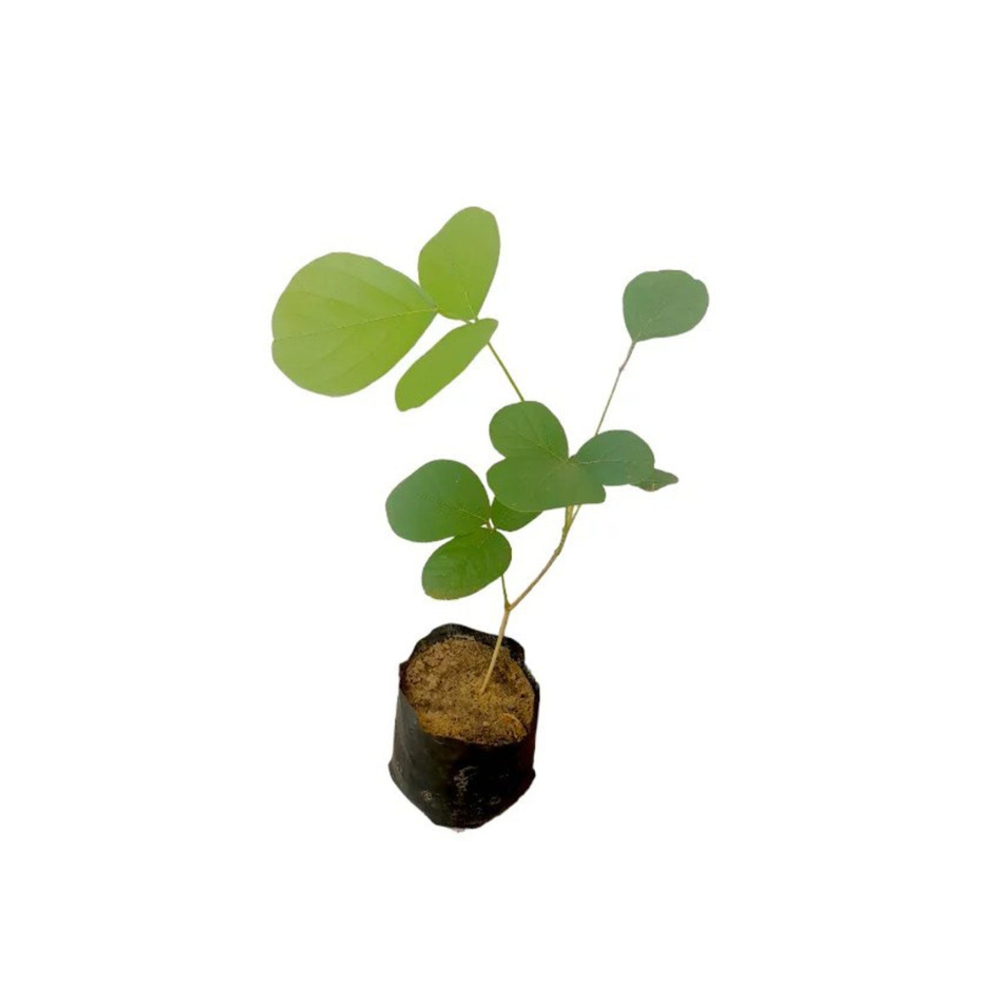Lakpura® Kaala Layered Plants