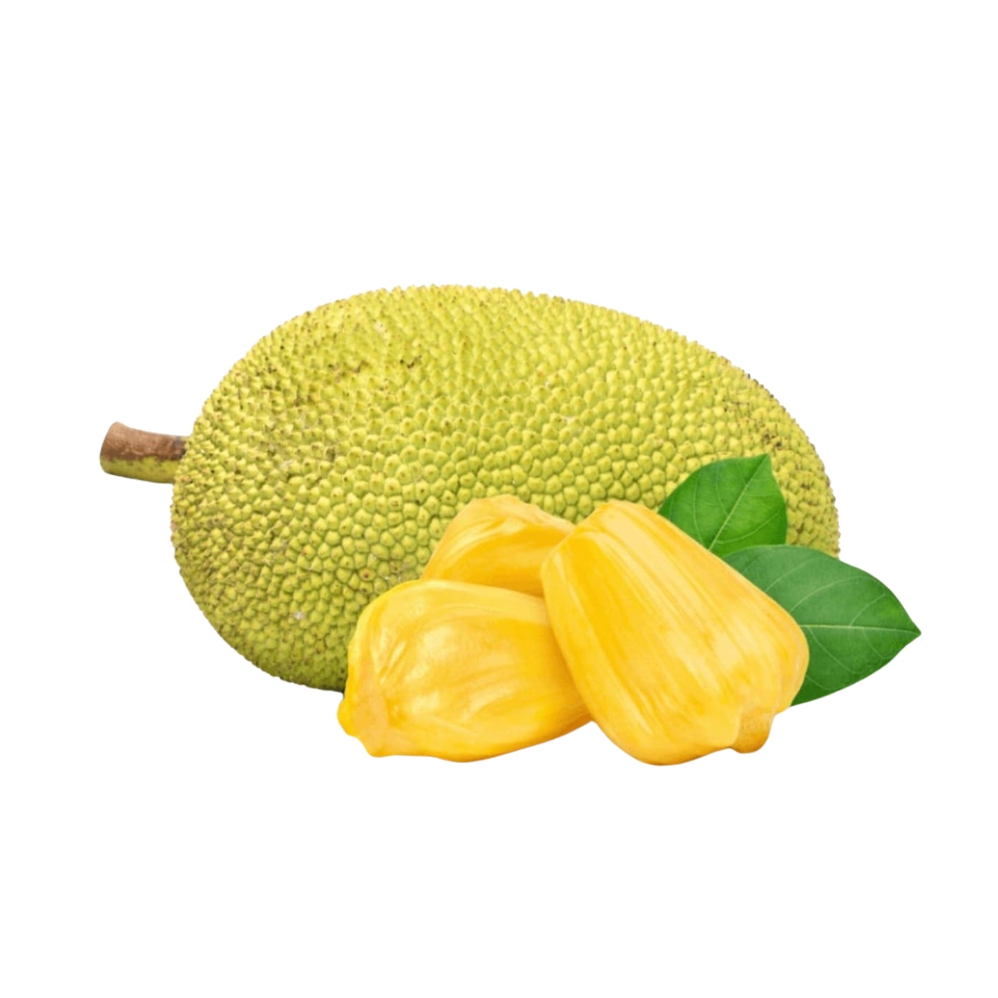 Lakpura Ceylon Jackfruit Plant