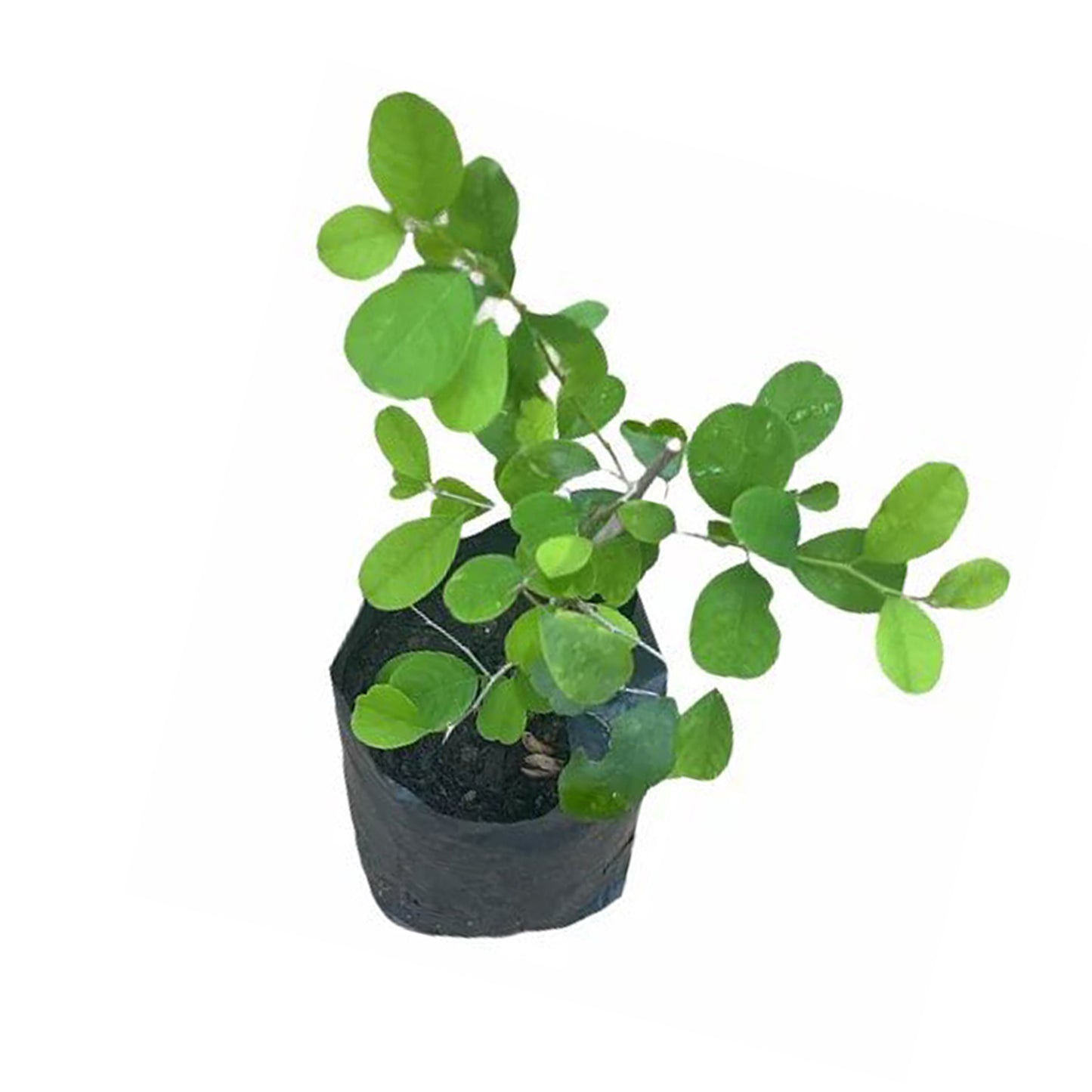 Katupila () Rośliny Lecznicze