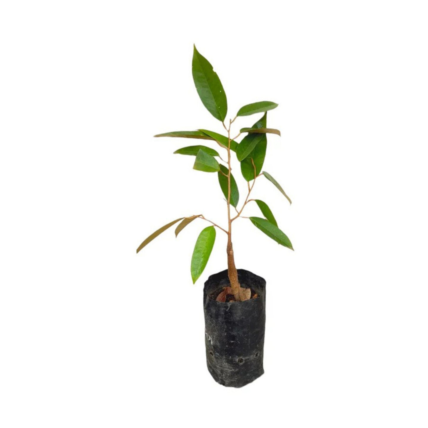 Lakpura® Durian (Kasun) Layered Plant