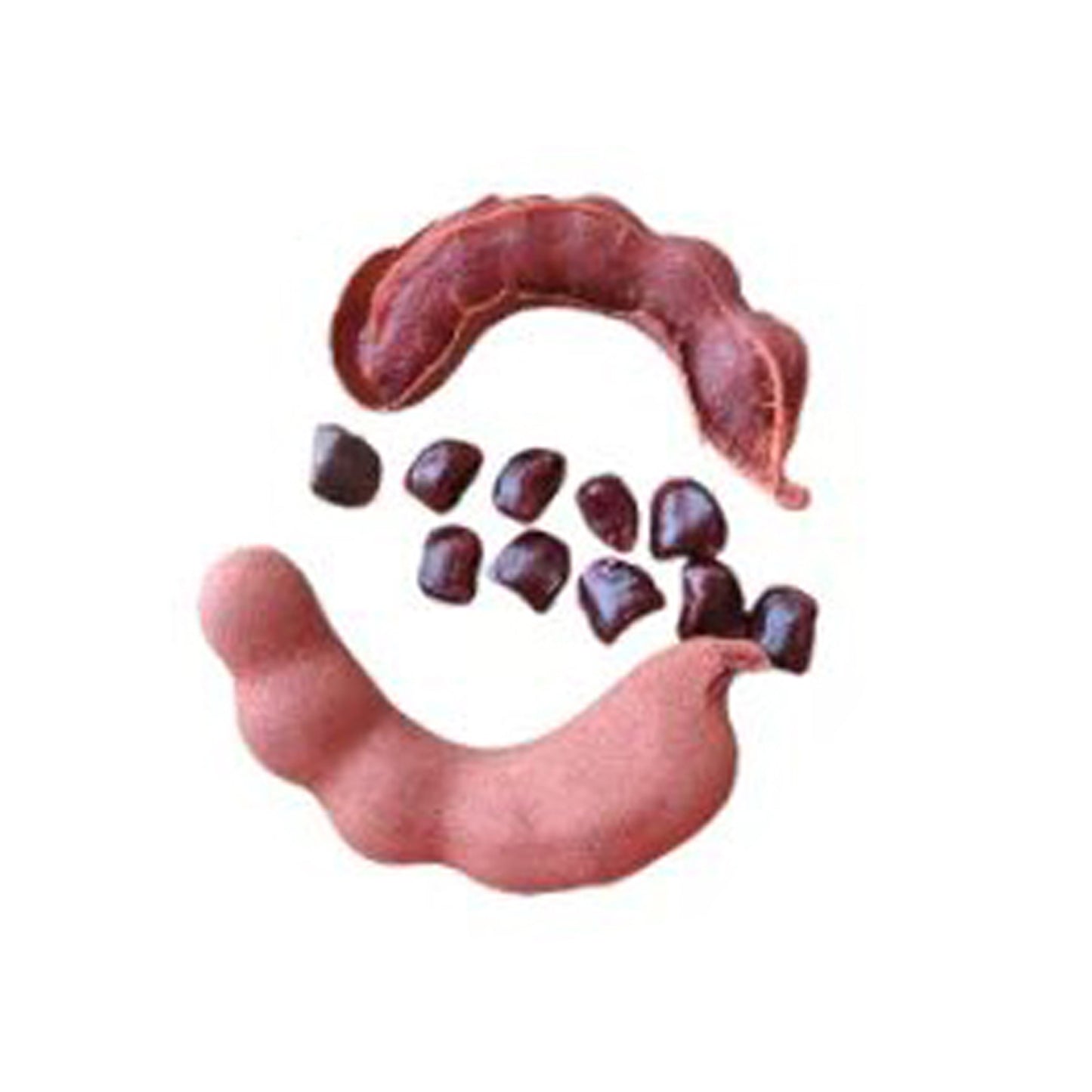 Lakpura Sweet Tamaryndowca Owocowa