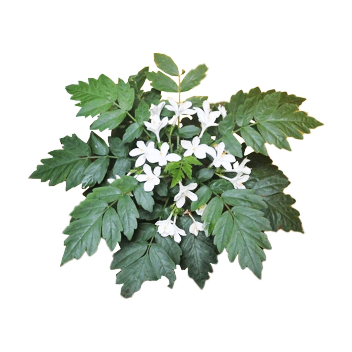 Lakpura Bin Kohomba Plant