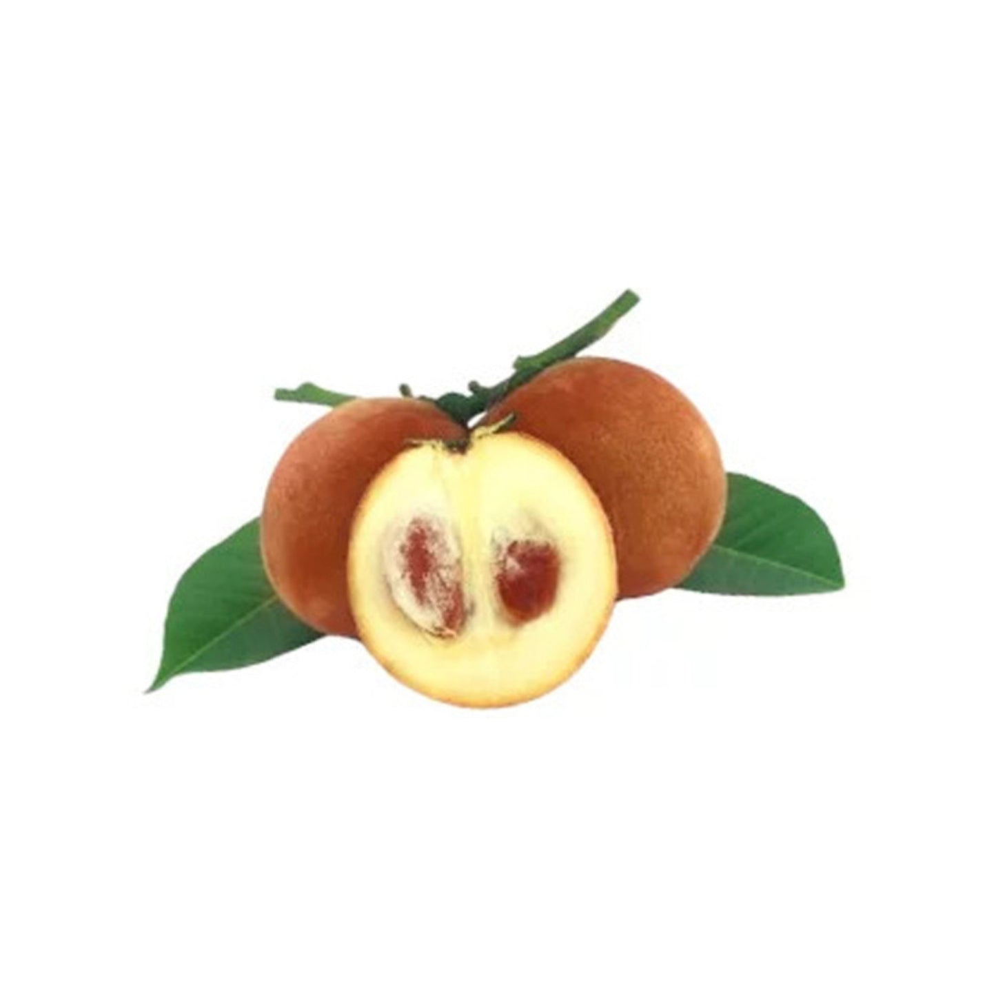 Lakpura® Velvet Apple Plant