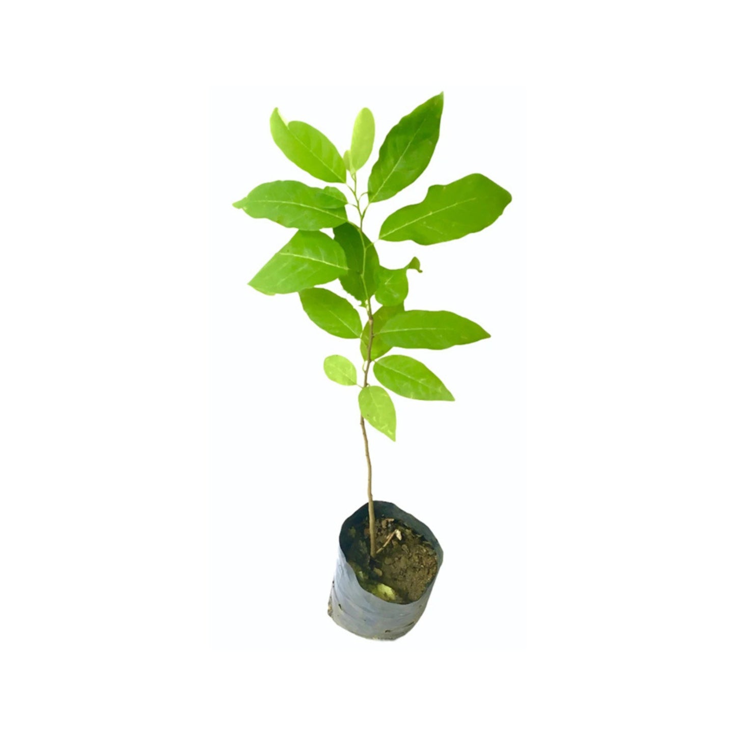 Lakpura® Custard Apple (Seeni Anodha) Plant