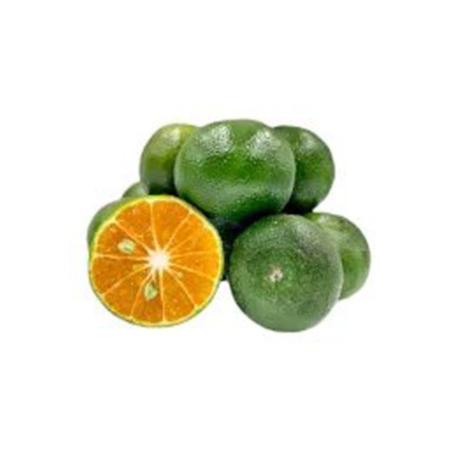 Szczepiona roślina Lakpura Nas Narang