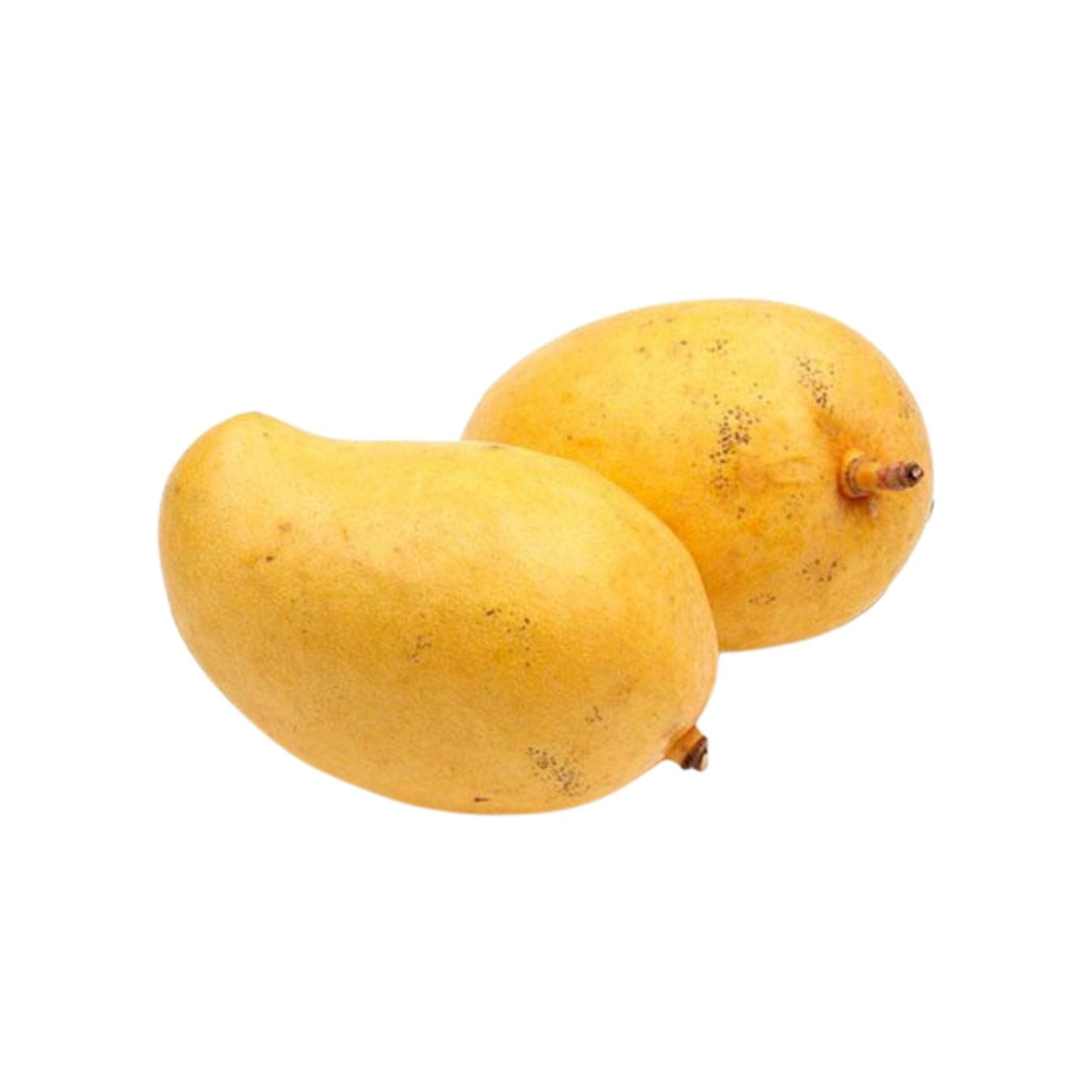Lakpura® TJC Mango Szczepiona Roślina
