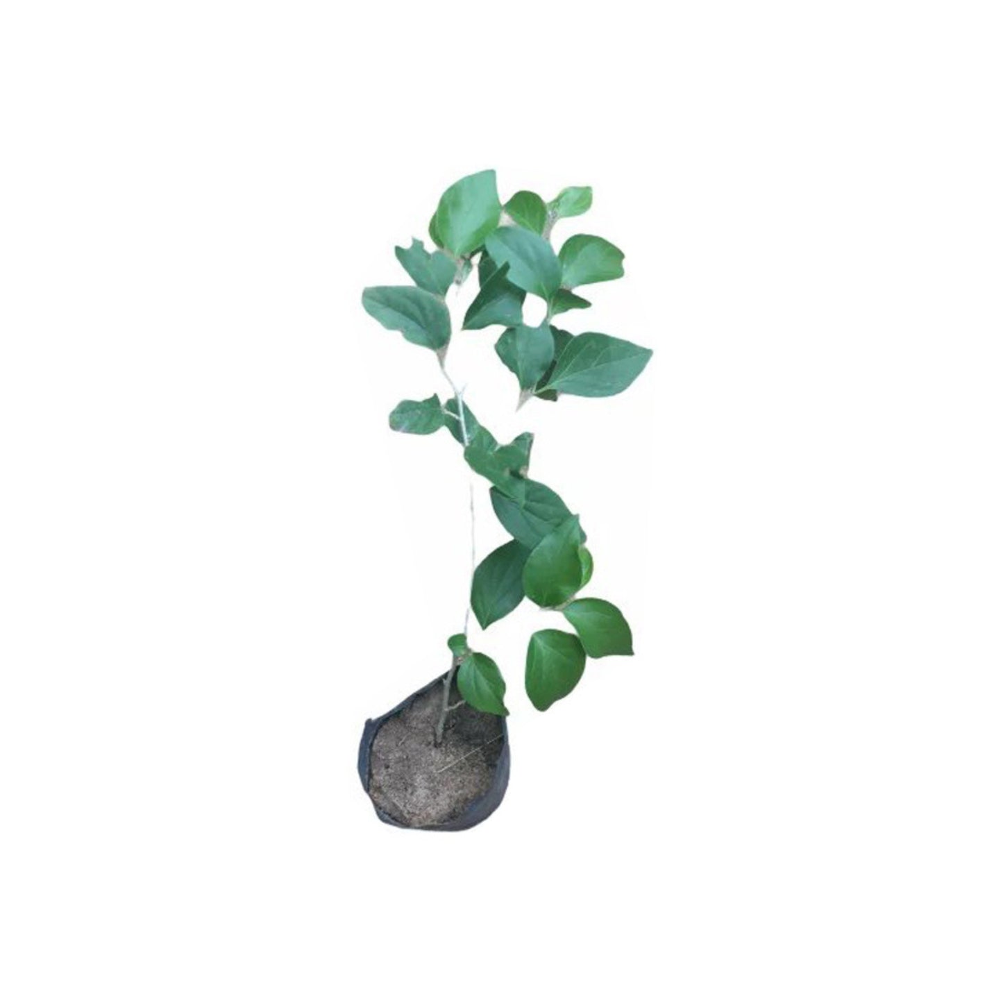 Lakpura® Gooseberry Layered Plant