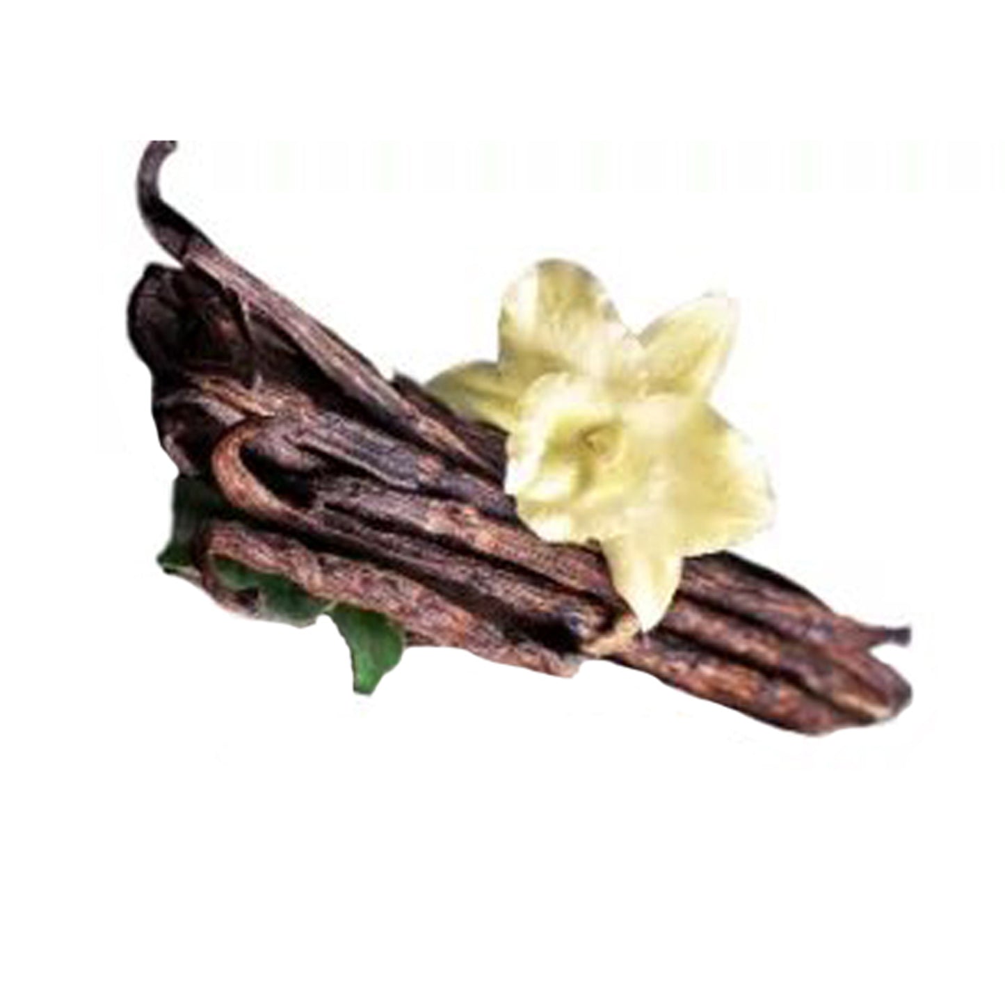 Vanila () Rośliny przyprawowe