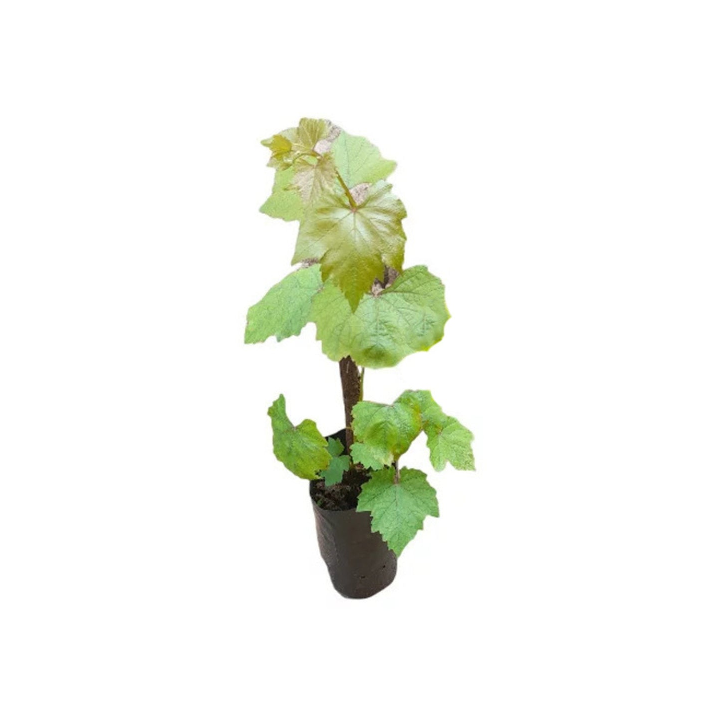 Lakpura® Isabella Grapes (Green) Plant