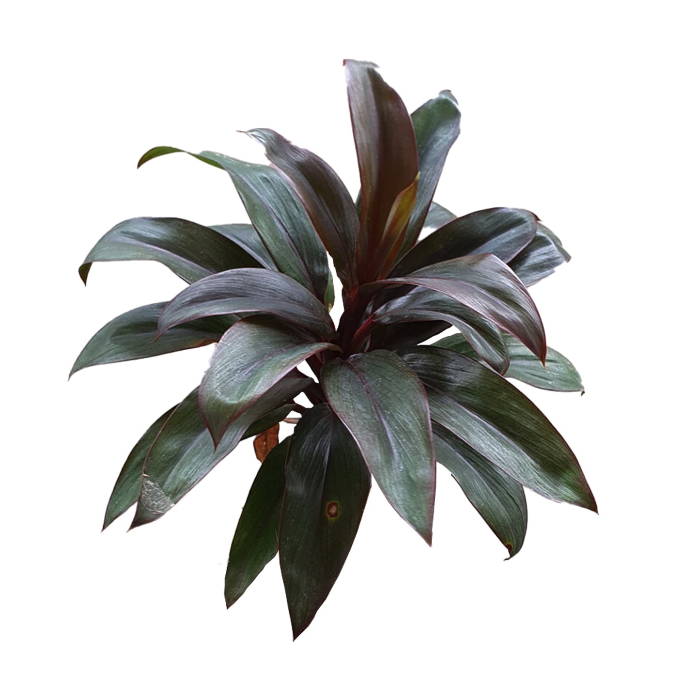 Liście Lakpura® Dracaena Purple Compacta - Średnie