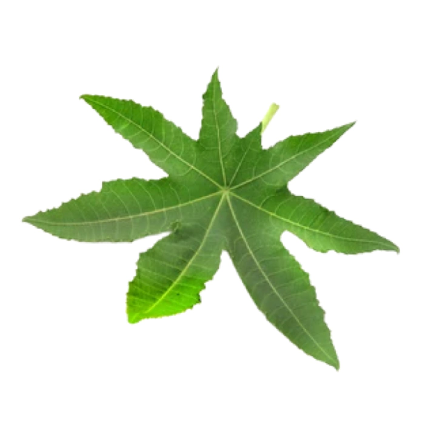 Lakpura® Dehydrated Beheth Edaru kola ( Castor bean Leaves / Ricinus communis )