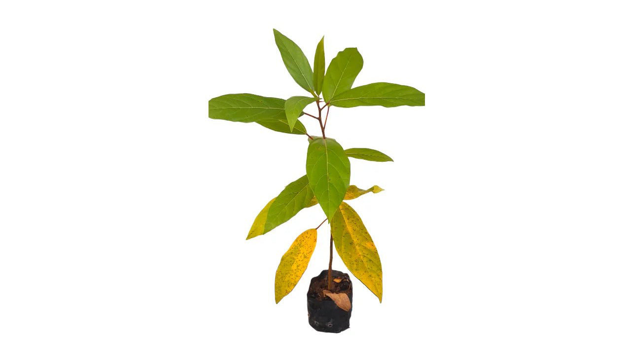 Lakpura Aththikka Plant