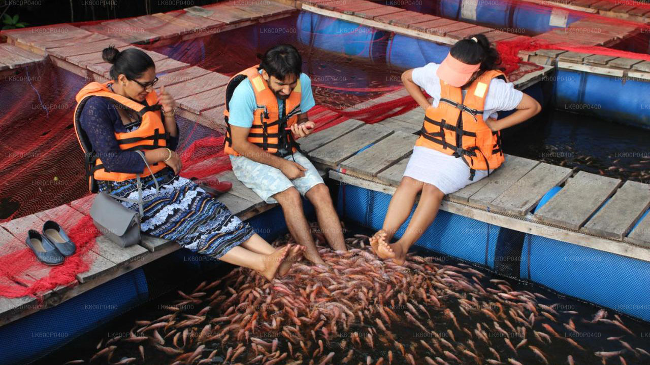 Wycieczka po mieście Bentota z Galle