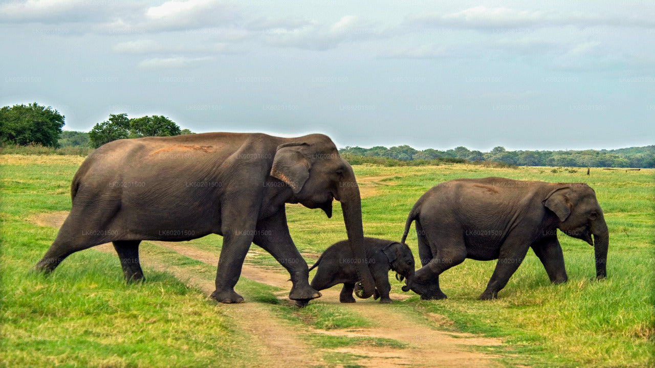 Starożytne Królestwo Polonnaruwa i safari na dzikich słoniach z Sigiriya