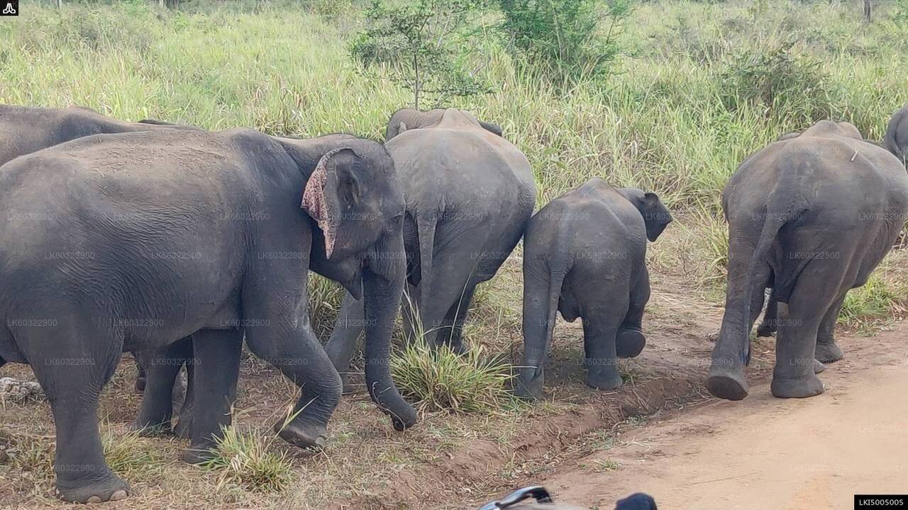 Hurulu Eco Park Prywatne Safari z Habarany