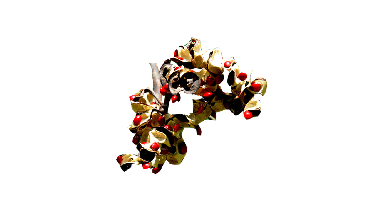 Lakpura Madatiya Seeds (Nasiona Czerwone, Nasiona Dekoracyjne) 250 Nasiona