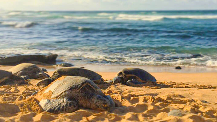 Activities from Kosgoda