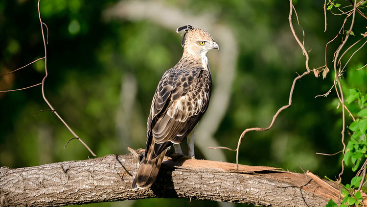 Birdwatching from Thalangama
