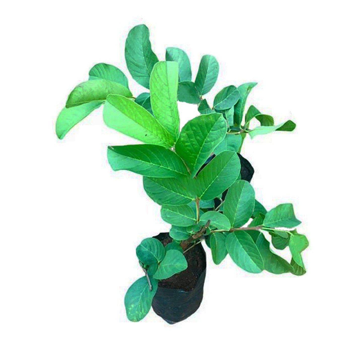 Roślina owocowa Lakpura Kilo Guawa