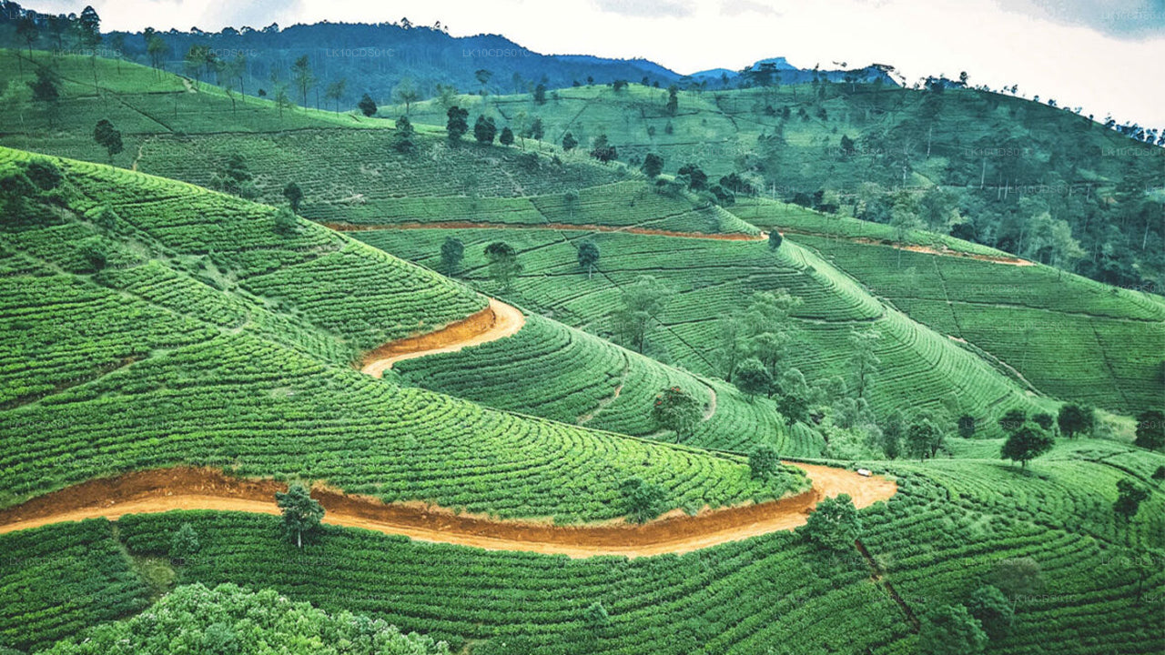Najważniejsze atrakcje Sri Lanki pociągiem (12)