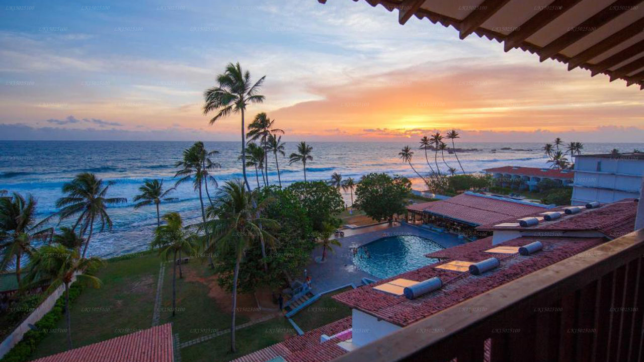 Cytrusy Hikkaduwa, Hikkaduwa