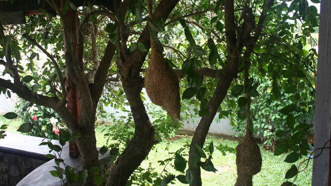 Bandagiri Village Eco Resort, Hambantota