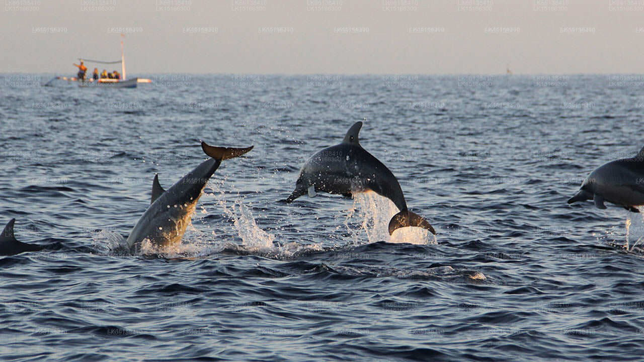 Citrus Kalpitiya, Kalpitiya