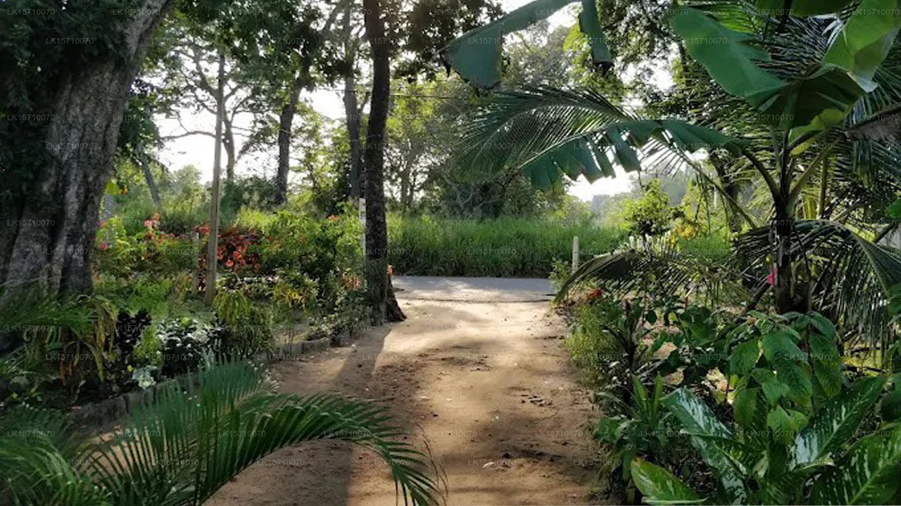Lovely lodge & Hostel, Sigiriya
