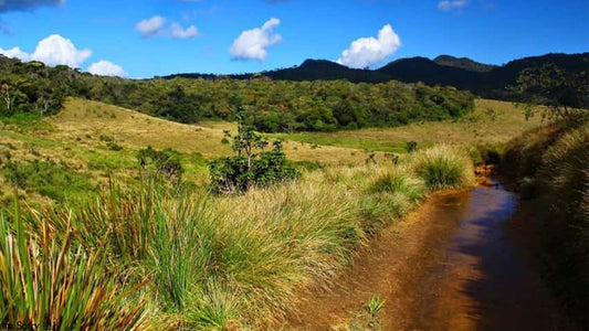 Wycieczka z przewodnikiem po Parku Narodowym Horton Plains z biletami wstępu