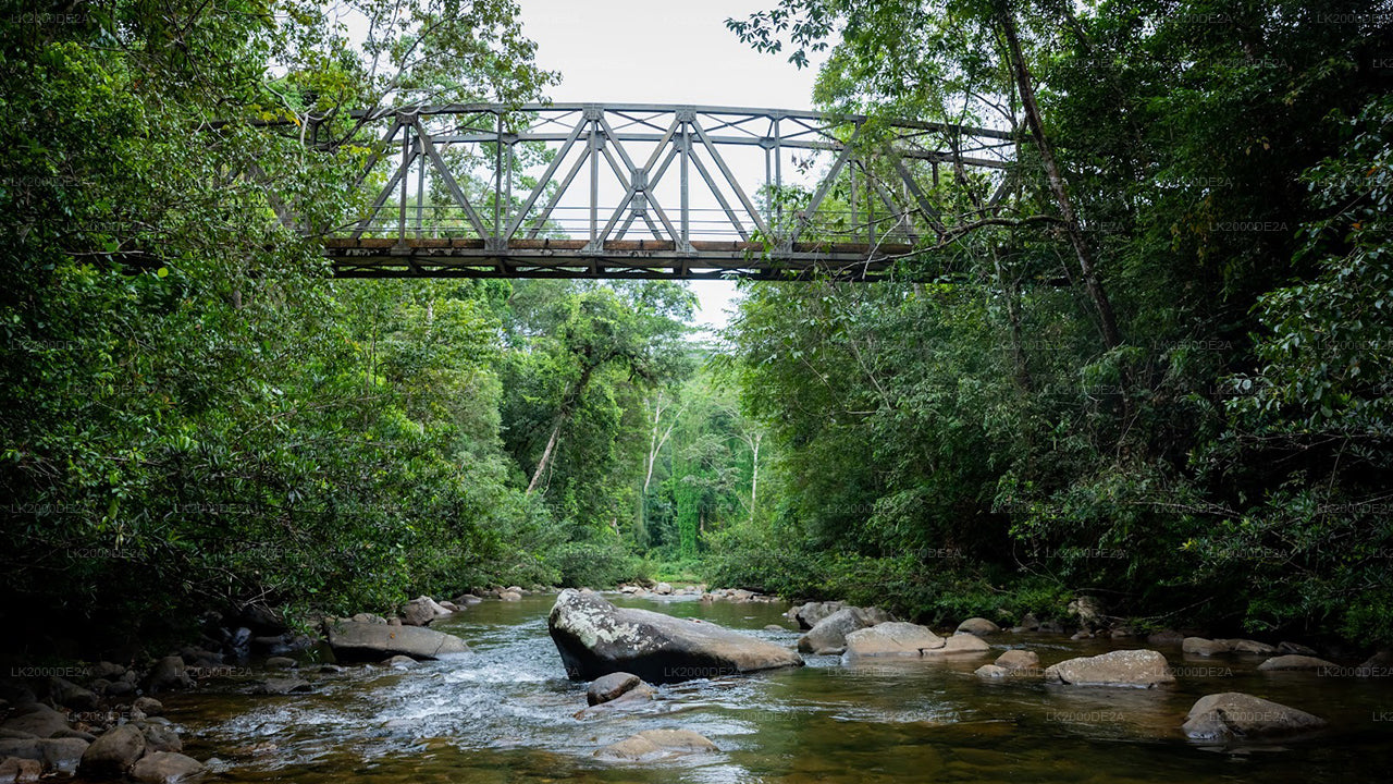 Wycieczka z przewodnikiem po rezerwacie leśnym Sinharaja z biletami wstępu