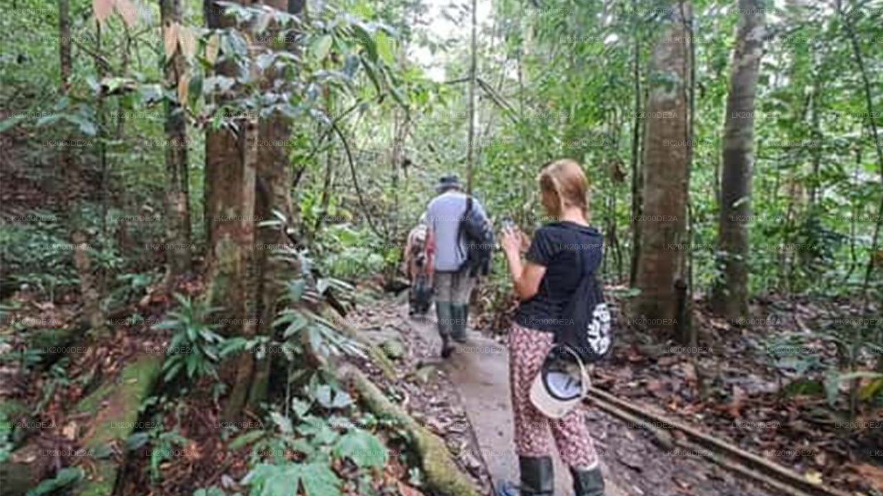 Wycieczka z przewodnikiem po rezerwacie leśnym Sinharaja z biletami wstępu