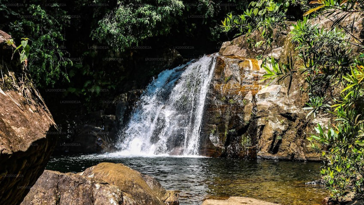 Wycieczka z przewodnikiem po rezerwacie leśnym Sinharaja z biletami wstępu