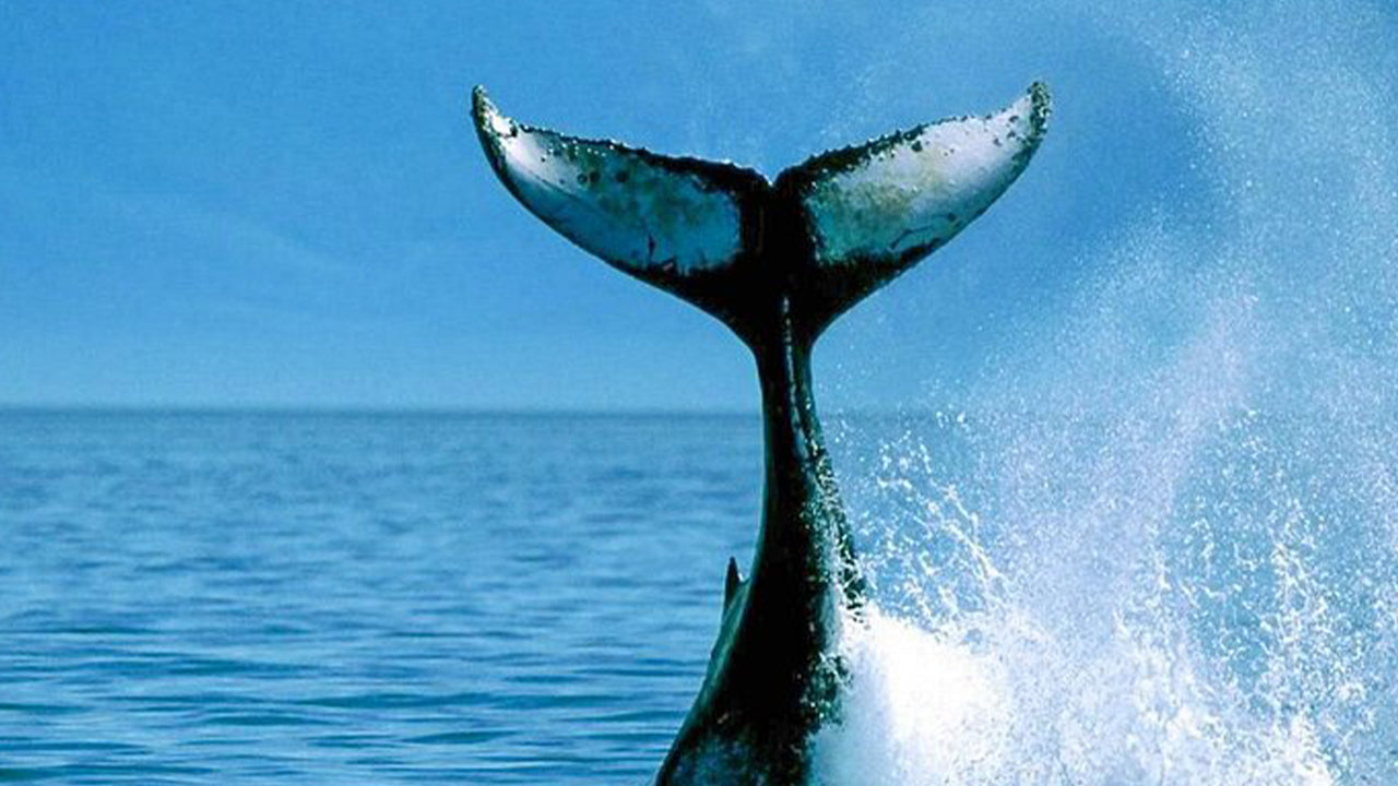 Prywatny rejs z obserwacją wielorybów luksusową łodzią motorową z Mirissy