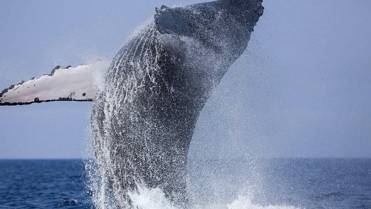 Prywatny rejs z obserwacją wielorybów luksusową łodzią motorową z Mirissy