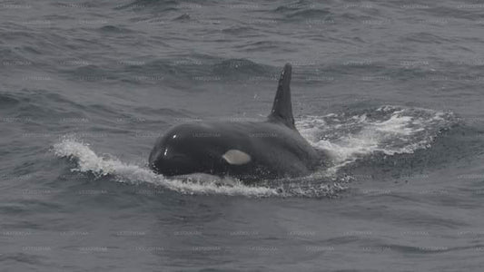 Rejs jachtem z obserwacją wielorybów z Trincomalee