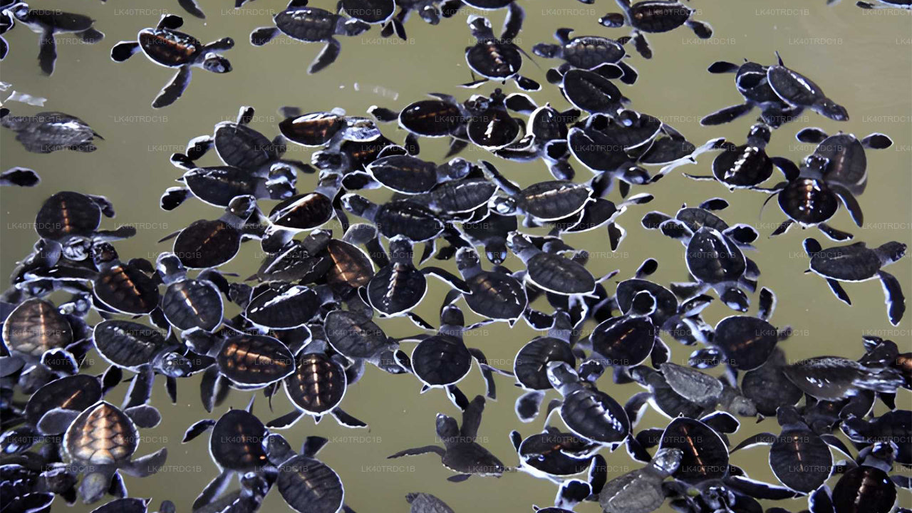 Prywatny transfer z Negombo do Hiriketiya z przystankami turystycznymi