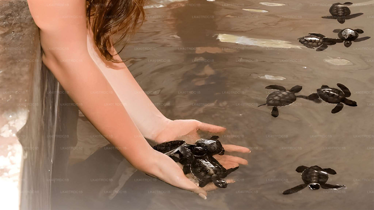 Prywatny transfer z Negombo do Hiriketiya z przystankami turystycznymi