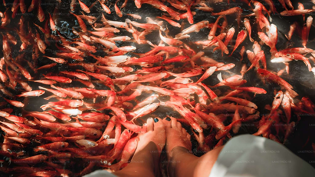 Prywatny transfer z Negombo do Hiriketiya z przystankami turystycznymi