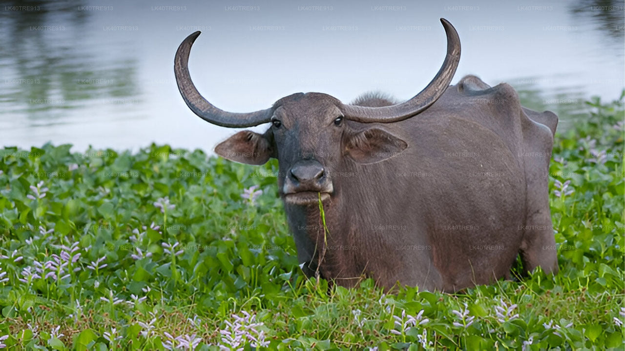 Transport z biletami